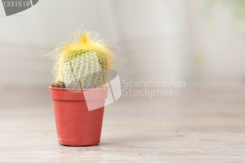 Image of Little Cactus plant