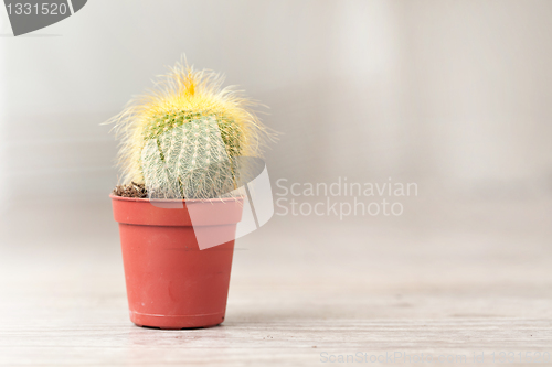 Image of Little Cactus plant