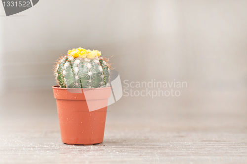 Image of Little Cactus plant