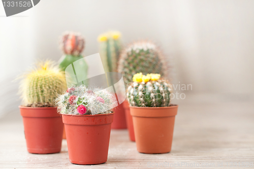 Image of Little Cactus plant