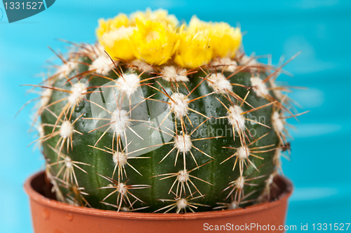 Image of Little Cactus plant