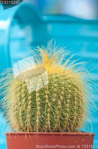 Image of Little Cactus plant