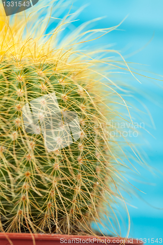 Image of Little Cactus plant