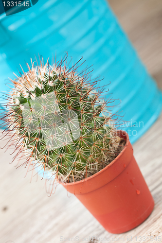 Image of Little Cactus plant