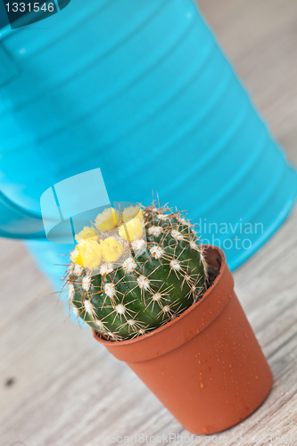 Image of Little Cactus plant