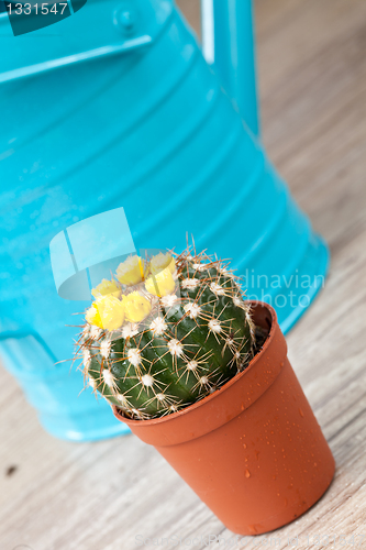 Image of Little Cactus plant
