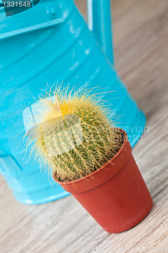 Image of Little Cactus plant