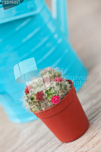 Image of Little Cactus plant