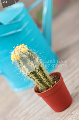 Image of Little Cactus plant