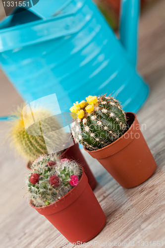 Image of Little Cactus plant