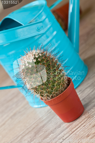 Image of Little Cactus plant