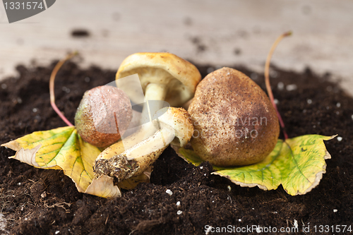 Image of Mushrooms