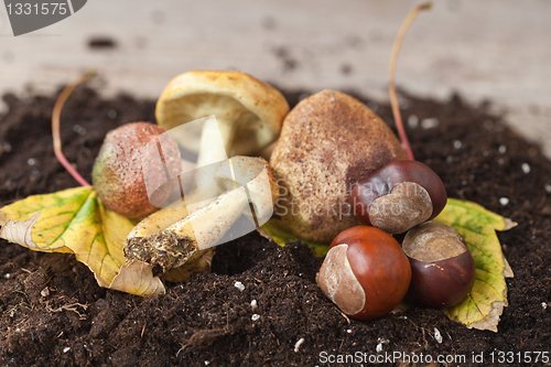 Image of Mushrooms