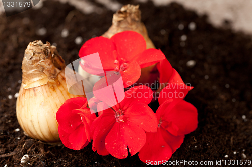 Image of Flower bulbs