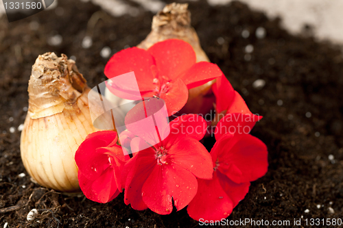 Image of Flower bulbs