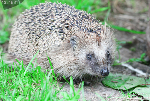 Image of Wild hedgehog