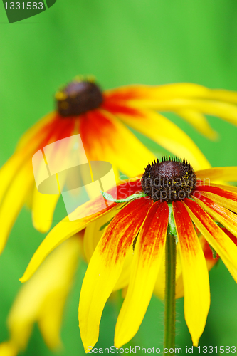 Image of Yellow Flowers