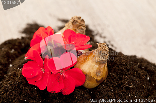 Image of Flower bulbs