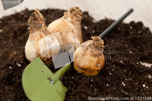 Image of Flower bulbs