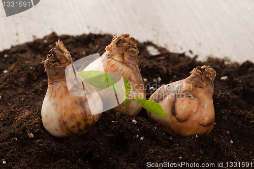 Image of Flower bulbs