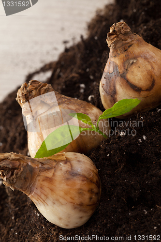 Image of Flower bulbs