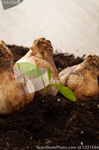 Image of Flower bulbs