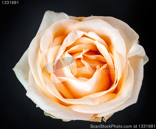 Image of Creamy rose against