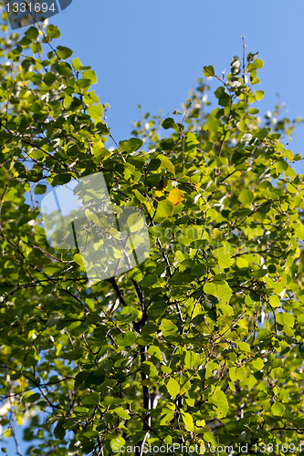 Image of green birch leaves