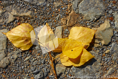 Image of Falling poplar twig