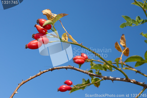 Image of Red sweetbrier berries