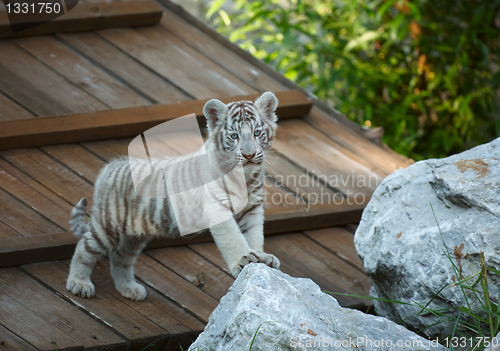 Image of White tiger cub.