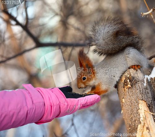 Image of Squirrel.