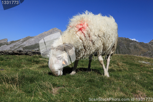 Image of Ram in Pyrenees