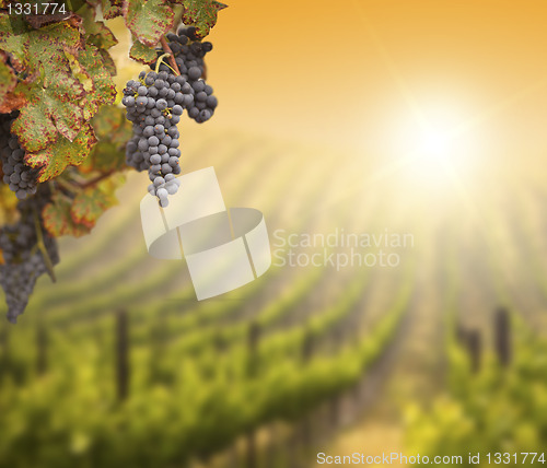 Image of Lush Grape Vine with Blurry Vineyard Background