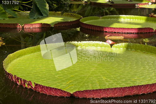 Image of Giant Water Lilies 
