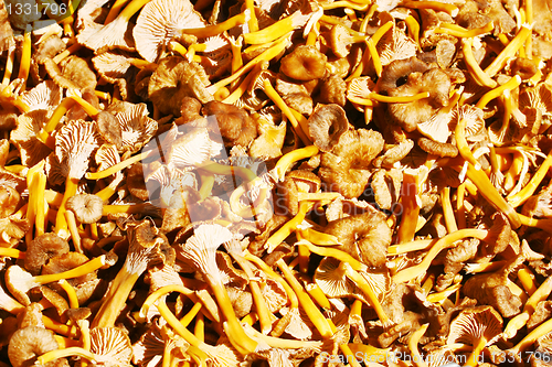 Image of Lots of mushrooms