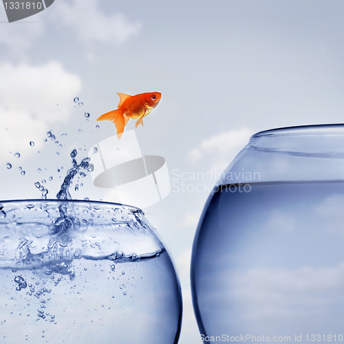 Image of goldfish jumping out of the water