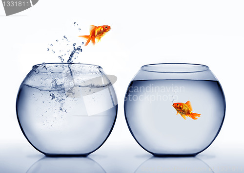 Image of goldfish jumping out of the water