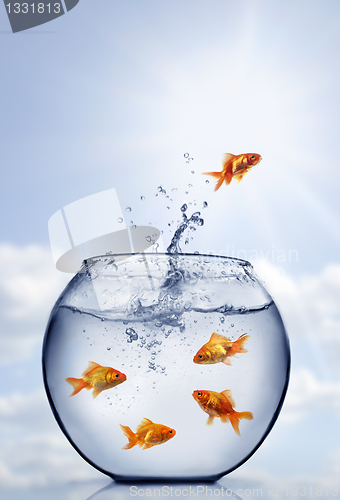 Image of goldfish jumping out of the water