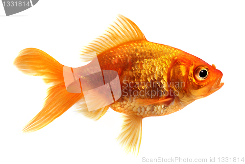 Image of Goldfish in front of a white background