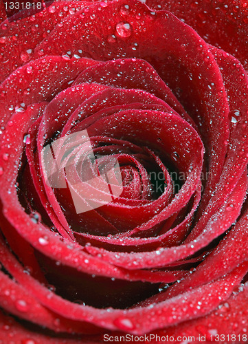 Image of Close up Photo of a red rose