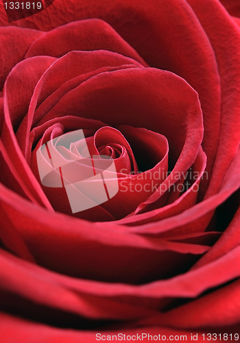 Image of Close up Photo of a red rose