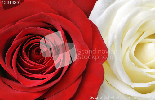 Image of red and white roses