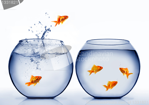 Image of goldfish jumping out of the water