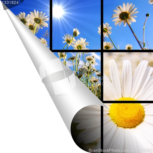 Image of flowers and copyspace