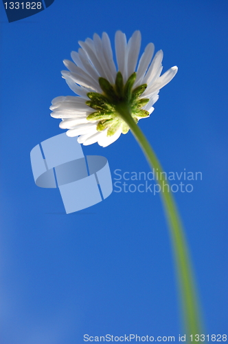 Image of daisy under blue sky