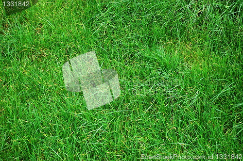 Image of grass texture