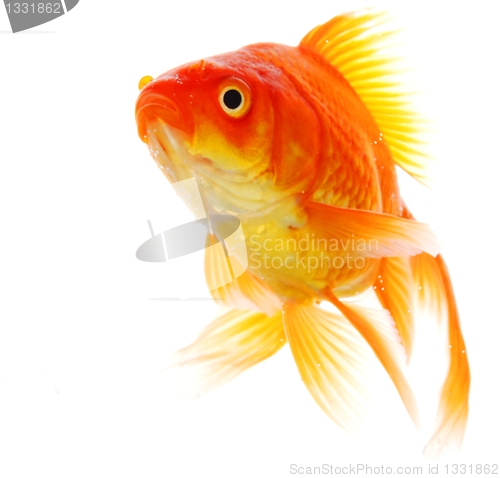 Image of goldfish