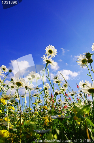 Image of daisy flowers in summer