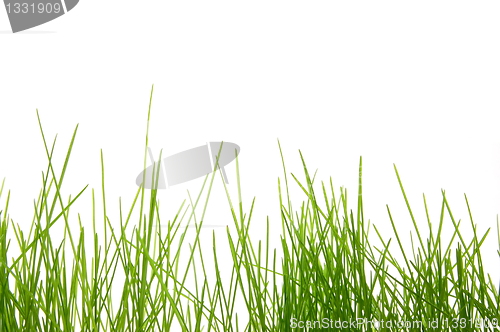 Image of grass